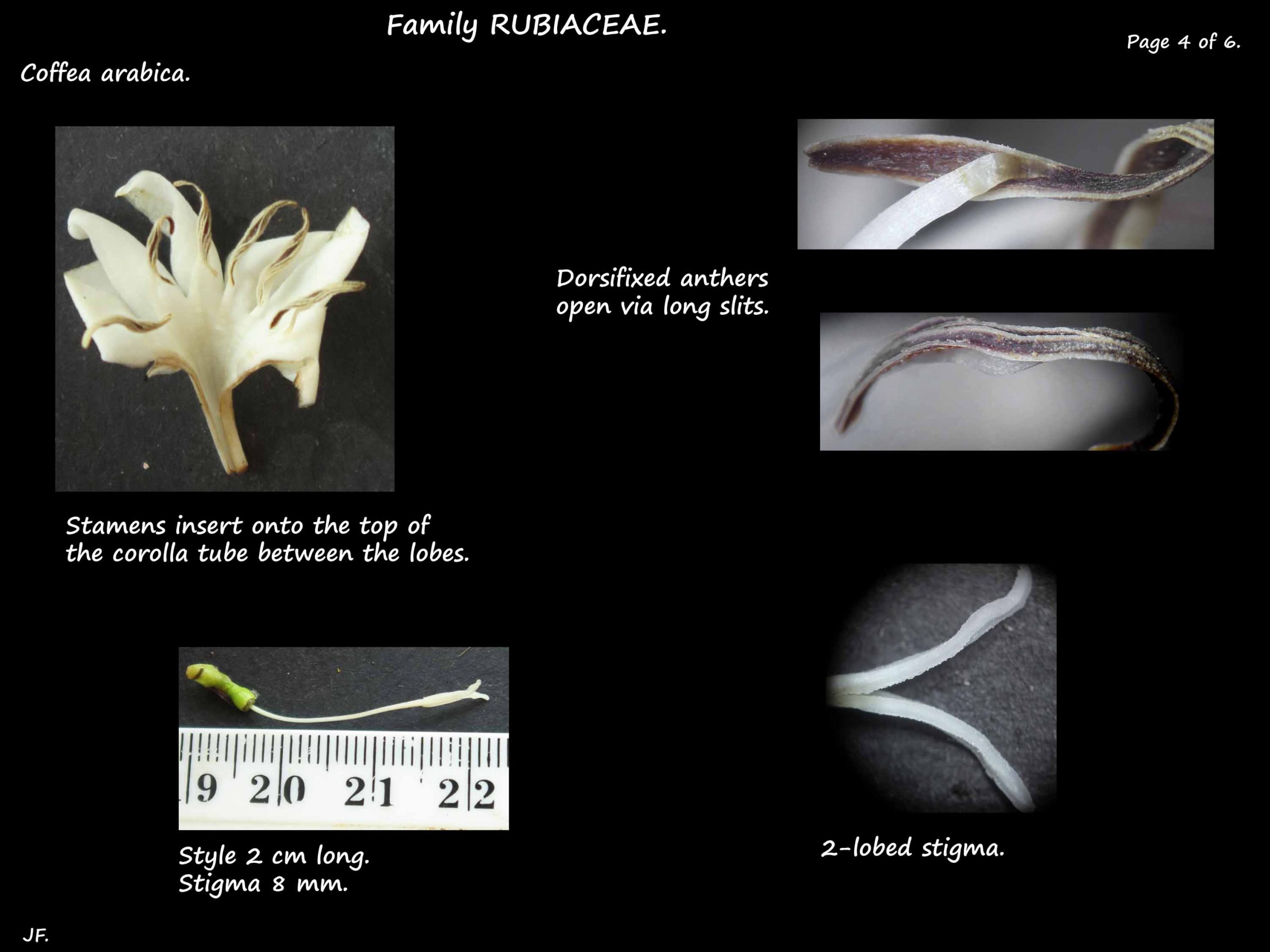 4 Coffee stamen & stigma